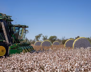 Image of a cotton farm field.